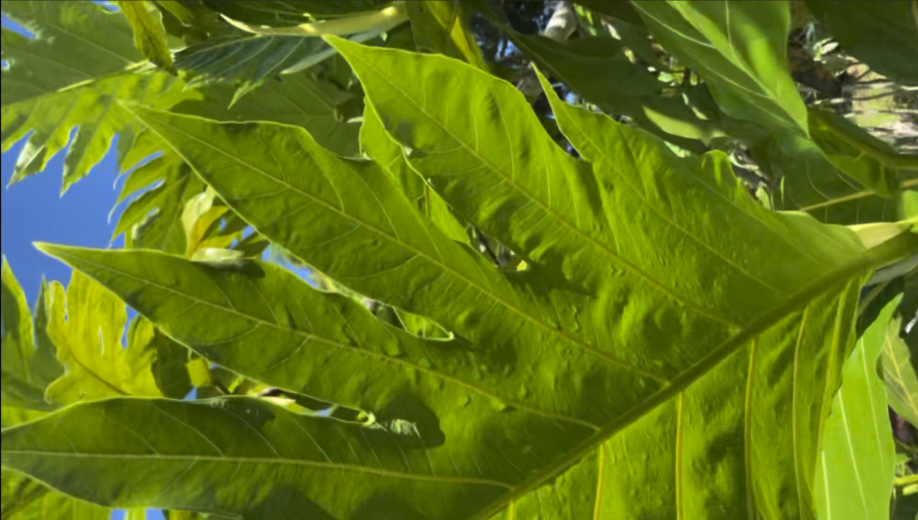 Breadfruit leaves against a blue sky