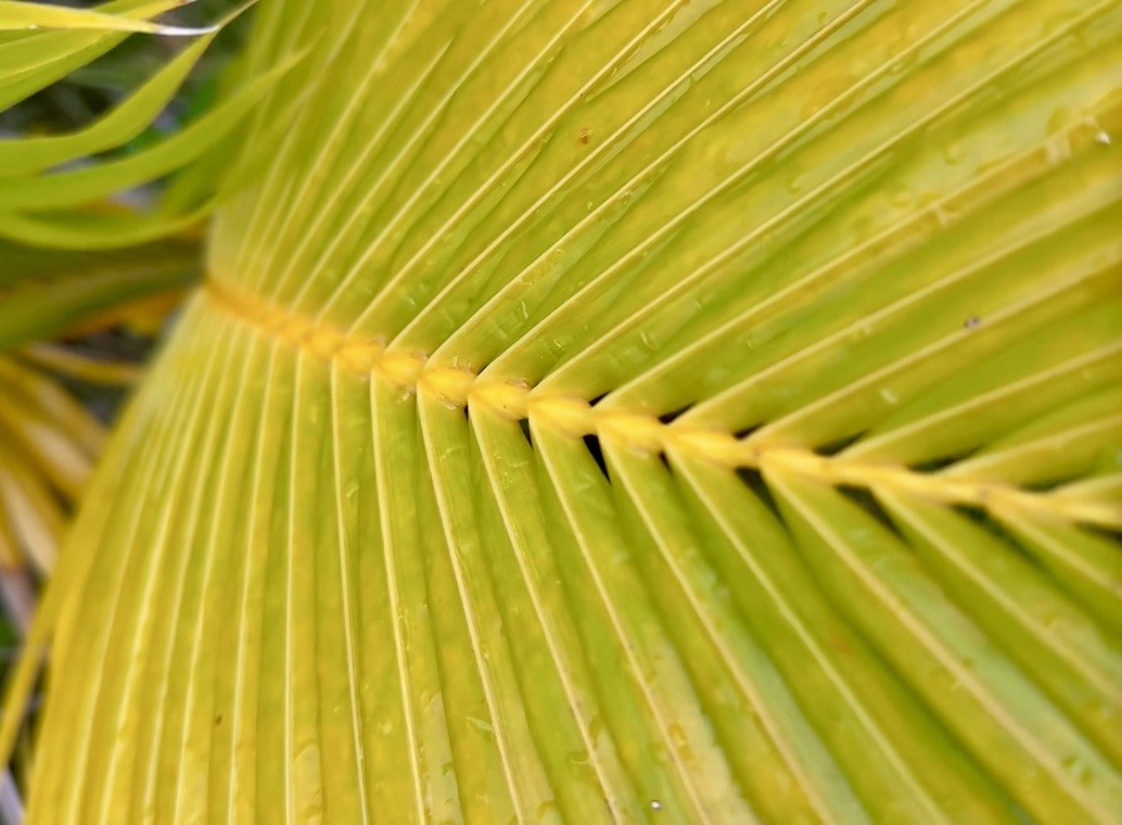 A young coconut frond close up, its golden midrib running through green leaflets