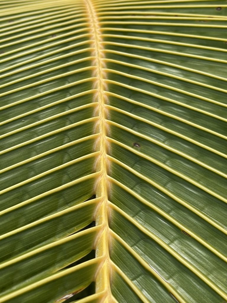 The midrib of a coconut frond, leaflets fanning out on both sides