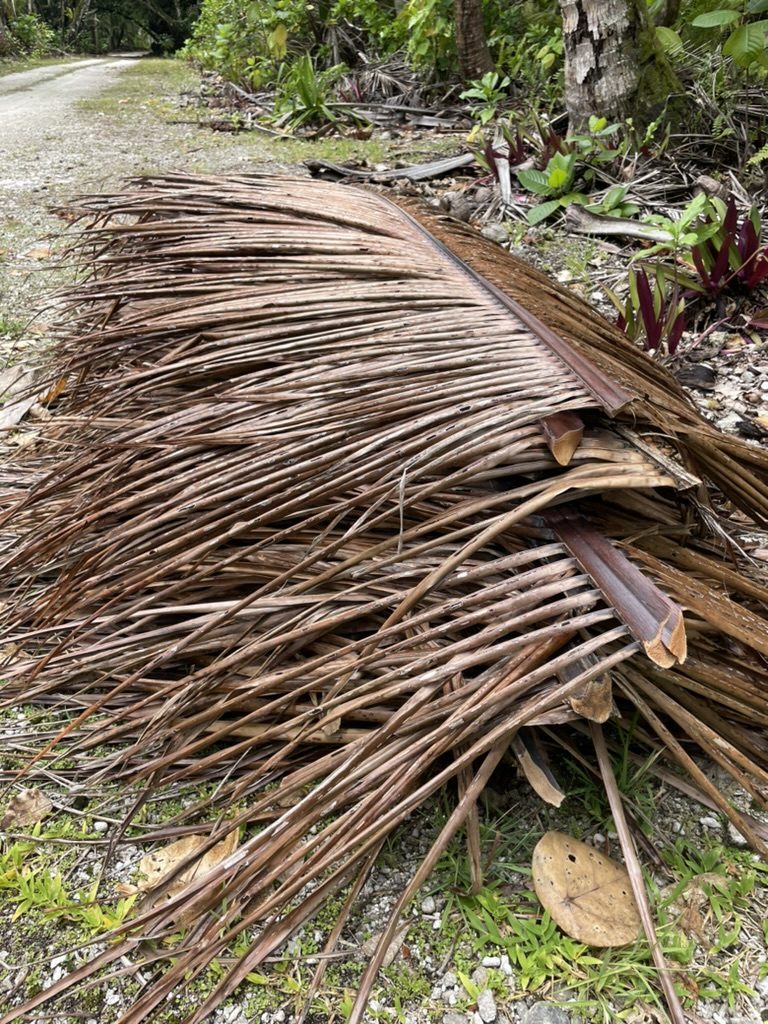 A pile of dried coconut fronds beside a track