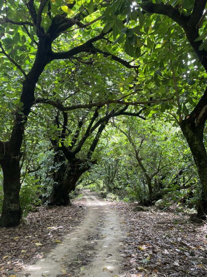 The track running through dense island bush