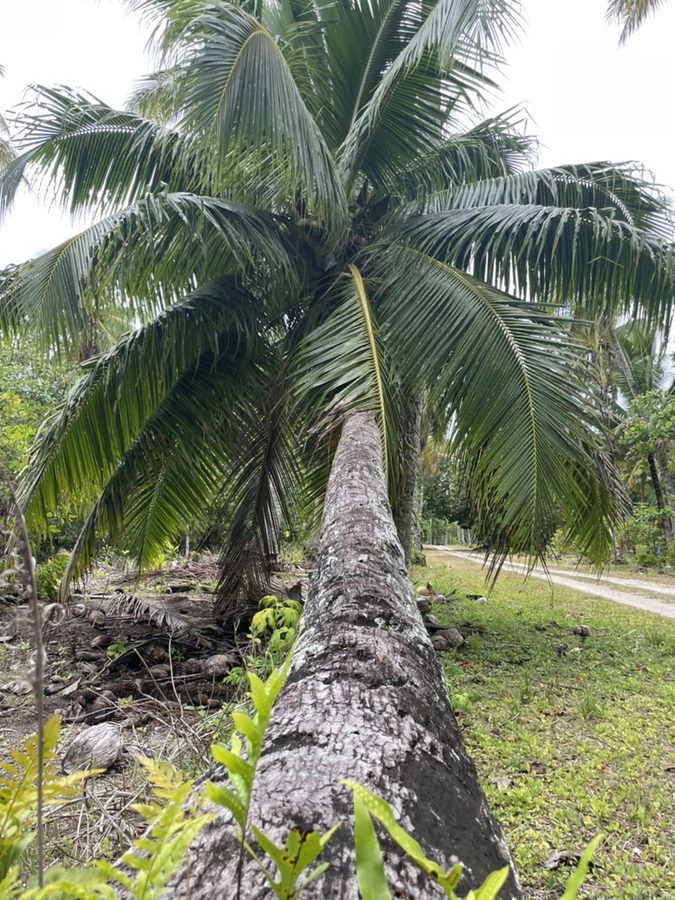A coconut palm leaning low across a track