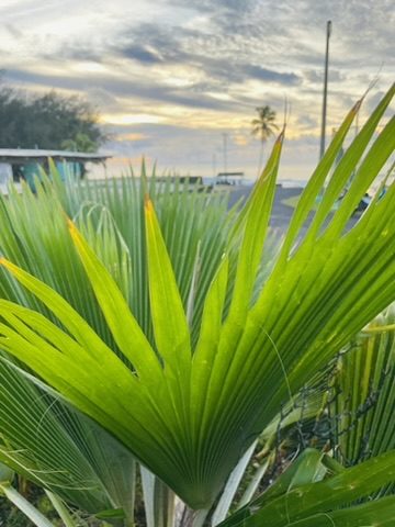 Fan palm leaves against a sunset sky