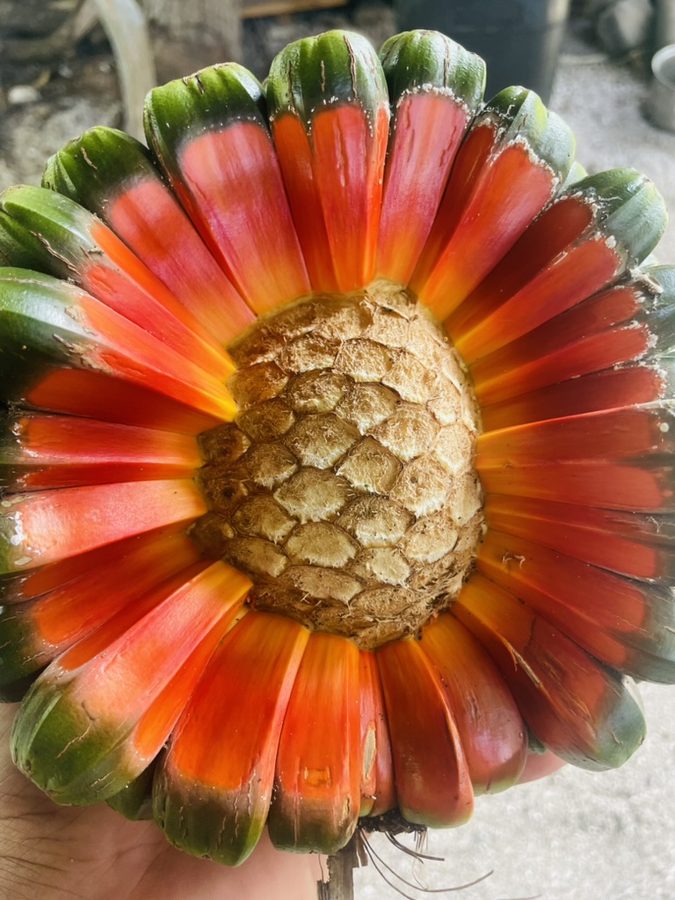 A ripe pandanus fruit held in a hand