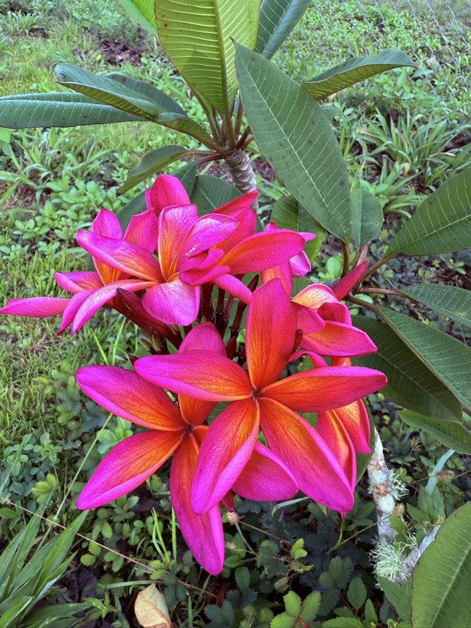 Pink and orange frangipani flowers