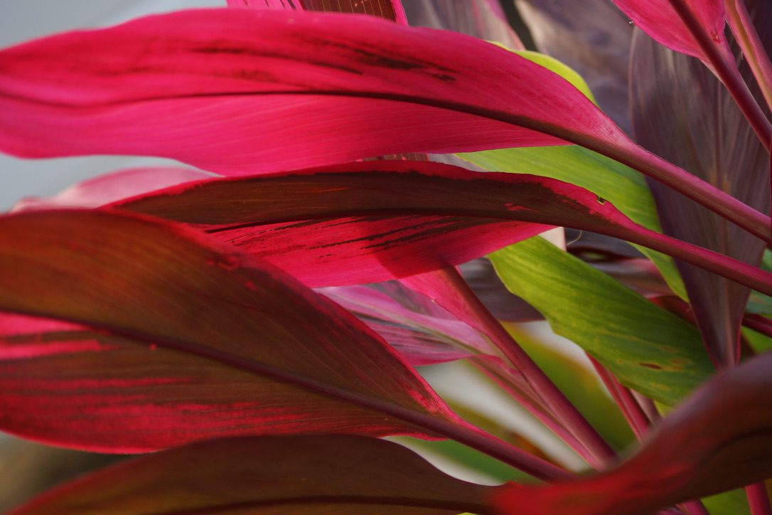 Red tī leaves